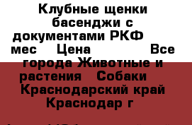 Клубные щенки басенджи с документами РКФ - 2,5 мес. › Цена ­ 20 000 - Все города Животные и растения » Собаки   . Краснодарский край,Краснодар г.